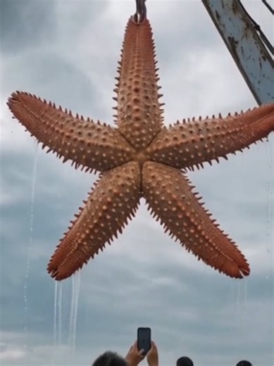 Incredible Transformations of Amazing Animals