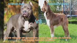 American Bully vs. Australian Shepherd: A Breed Comparison