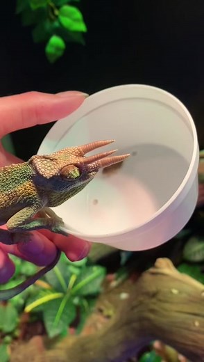 Jackson Chameleon Feeding on Dubia Roach | Wildlife Reptile Care