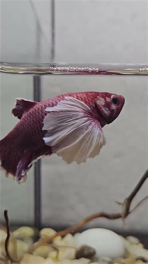 Wild Betta Fish in Nature – Real Fights You’ve Never Seen