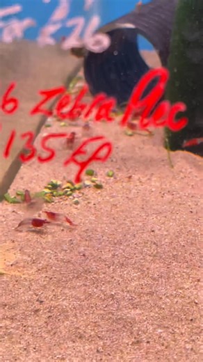 L046 Zebra Plecs in stock. (Hypancistrus zebra) Nice size this time. Price can be seen during this short video. Tel 01773 861255 | Wharf Aquatics