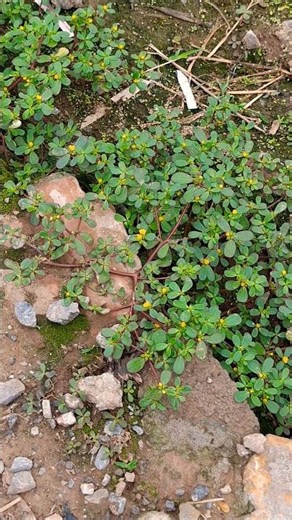 This edible herb grows in the wild everywhere. #HealthTips #NaturalHerbs #Nature
