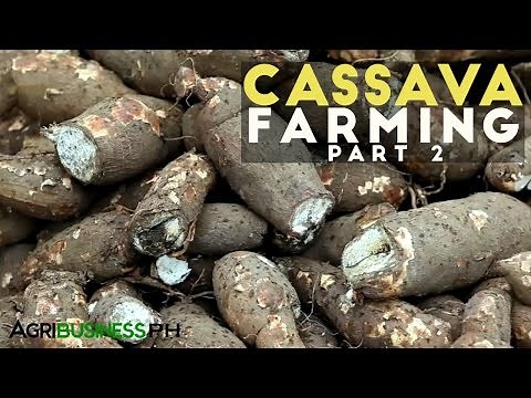 Cassava Farming Part 2 : How to grow Cassava | Agribusiness Philippines