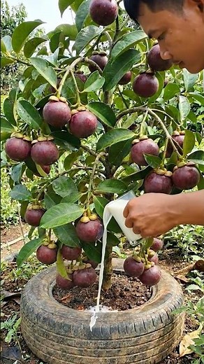 The simplest way to grow mangosteen tree from seed to produce lots of fruit.#mangosteen #grafting