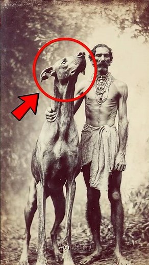 3 Dog Breeds Surrounded by Ancient Myths