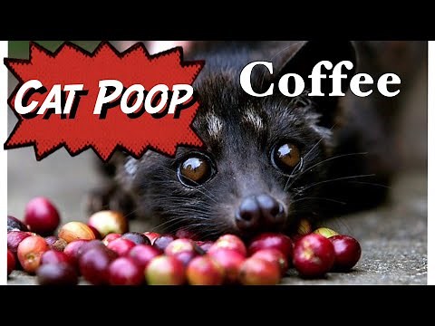 Most Expensive Cat Poop Coffee in the World - Luwak Coffee made from Cat Poop in Bali Indonesia