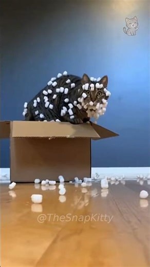 Cat INSTANTLY Regrets the Static Peanut Box 😹