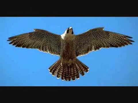 Στέλιος Καζαντζίδης - Ζηλεύω τα πουλιά