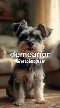 Miniature Schnauzer | Are They The Right Dog For you?