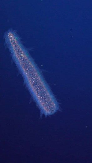 Small, but mighty: pyrosomes derive their name from the Greek words for ‘pyro’ (fire) and ‘soma’ (body), so “fire bodies”—are named for their bioluminescence. Their blue-green light can at times be seen more than 100 feet away 😲⁣ ⁣ Spotted on our #VisioningCoralSea expedition. Link in bio for the entire dive recording. | Schmidt Ocean Institute