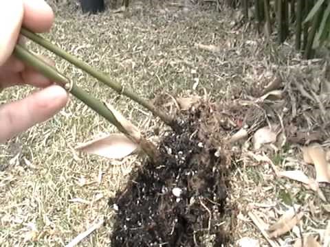 Propagating Bamboo from Rhizomes