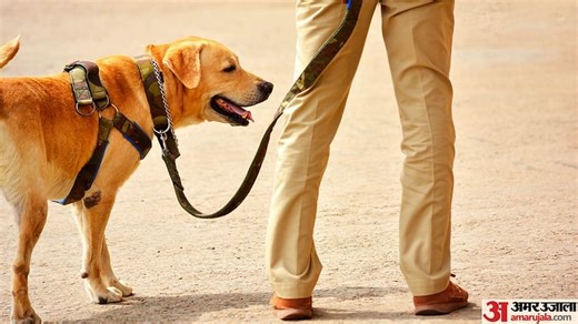 पंजाब 5500 होम गार्ड की भर्ती: 532 किलोमीटर की सरहद... सेकेंड लाइन ऑफ डिफेंस की सुरक्षा जिम्मा संभलेंगे ये जवान
