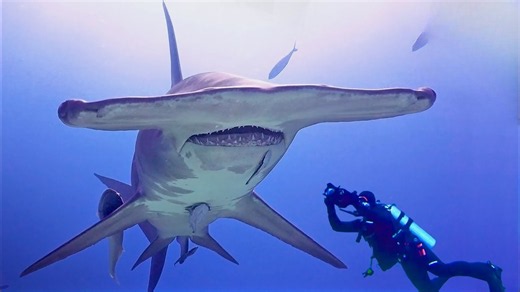 Why do giant hammerheads gather off the Bahamas? A close encounter reveals the answer