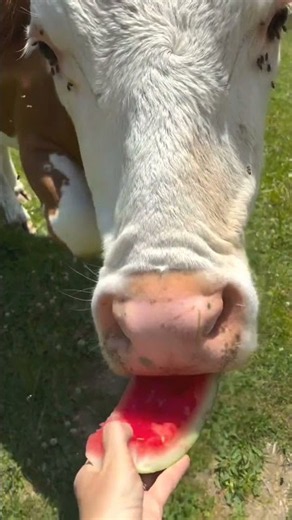 The Cow is Eating watermelon 🍉| Cow fuuny video#cow# #kids#viralshorts