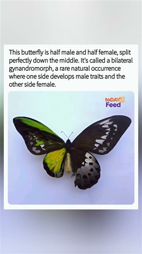 A rare half-male, half-female butterfly. #shorts #Butterfly #Gynandromorph #Nature #Rare
