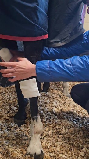 For Becca. I'm not a vet, but I haven't pressure sored one yet. It's not my finest work. I'll be honest, but you can see how we do it. We also put a stable bandage below. #jodavisracing #equissistant #horse #horsepower #racehorses #racing #racehorsetrainer #racehorsesofinstagram #horse #horseracinguk #horsepower #horsesuk | Jo Davis Racing