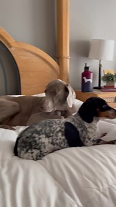 Little Sisters… | Harlow and Sage