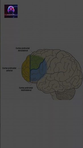 Prefrontal Cortex: The Brain's Center for Decisions, Emotions, and Control.