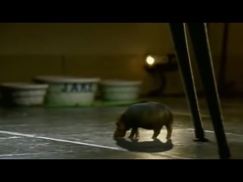 The House Hippo: A Tale of Two PSAs