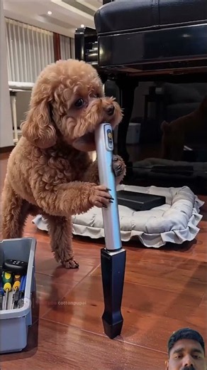 😂Piano surprise backfires! Bichon becomes afunny little pianist 🐾🎹🎼#shorts #funnydogs#cutedog