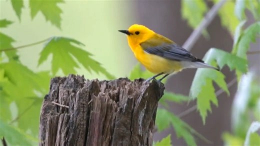 Prothonotary warbler singing (Protonotaria citrea) United States, Belize. | BIRDS & Nature
