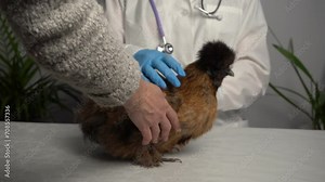 A veterinarian examines a hen, chicken. Treatment of poultry by a doctor.