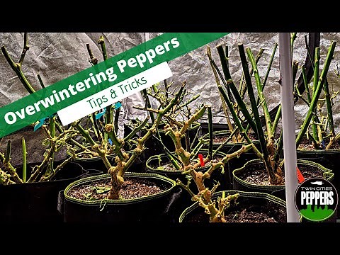 Overwintering Pepper Plants - A Complete Guide