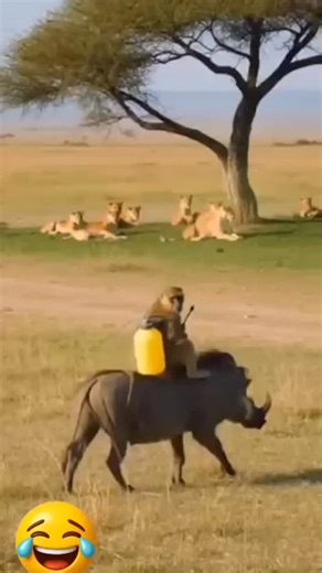 El Malandro del barrio #estrategia #viralvideos #animales | Manuel Matute