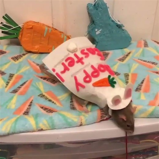 Hoppy Easter from me and my rats! #shorts