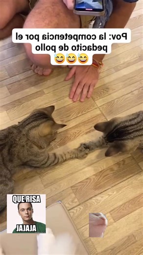 Los togas jajaja | QUE RISA jajaja