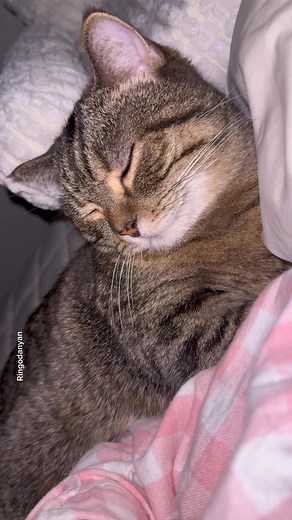 331K views · 13K reactions | Oh, and my cat’s using my pillow too!❤️ #cat #funnycat #cutecat | Ringodanyan | Facebook