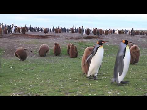 Penguins: A Treasure of the Falkland Islands