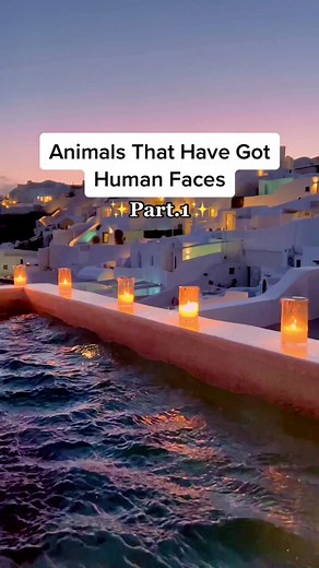 Johor Baby Goat with Human Face - Unbelievable Animal Phenomenon!