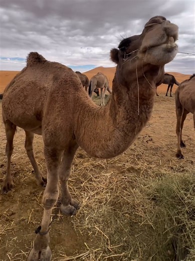 📍Sahara Desert Morocco🇲🇦 ⏬we organise private tours and private group tours all around morocco. 🚨Join Our 4-day desert tour !* 🏜️ From Marrakech to the Sahara ✨ Explore the beauty of Morocco Like never before: Camel Rides sandboarding, stargazing ,and more!✨book now and create memories that will last a lifetime! DM TO Reserve your spot 🏜️🐪 🏞️Stunning Atlas Mountains. ⛰️the iconic Ait ben haddou & todgha gorges. 🐪Camel rides over golden dunes . 🏂 Sand boarding on Sahara slopes. 🏕️Stay 