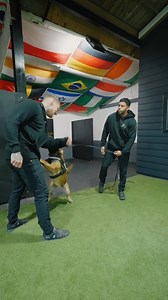 8.2K views · 482 reactions | Building control, confidence, and protection.‍了 #protectiondogsworldwide #eliteprotectiondogs #germanshepherd #personalprotection | Protection Dogs Worldwide | Facebook