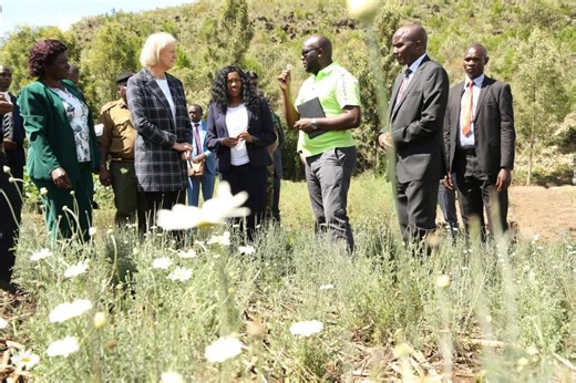 Pyrethrum farmers hopeful as legal reforms signal sector revival