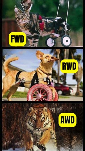 AWD supremacy, brought to you by a tiger🔥