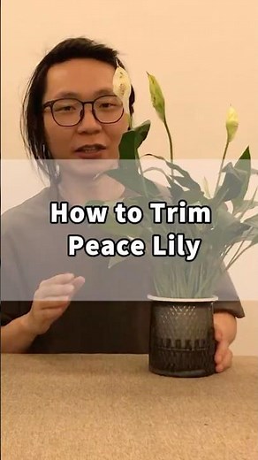 How to trim peace lily?