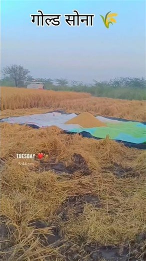 🌾अपनी मेहनत 💪 से बना हु में जय किसान 🌾