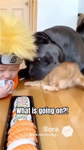 Naruto finally wins the food eating competition! Is the cat okay? 😬 #narutovlogs