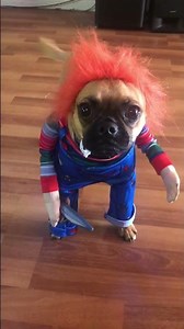 Pugalier is dressed in a Chucky costume!