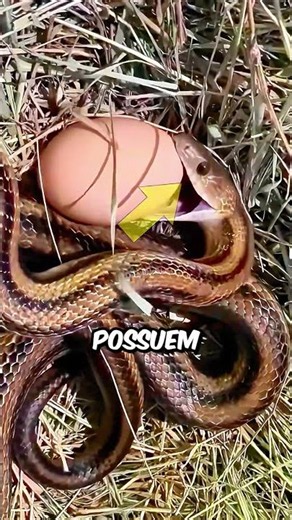 Essa é a COBRA COMEDORA DE OVOS! #curiosidades #animais #incrivel