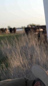 This is an excerpt from “herd impact” - one of the ten original “carbon cowboys” films by Peter Byck exploring the many ways working with nature can improve our soils, foods, and rural communities. To watch the full film, search for “herd impact” on Youtube! Husband and wife ranchers Emry Birdwell and Deborah Clark have been going against the grain of North Texas ranching for decades – hiding their ability to raise many, many more cattle per acre than any of their neighbors. They are a fiery cou