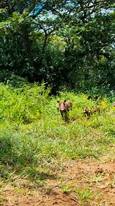 Intibane kaZwelonke #ngimilemkhanyakude | Mntebhanyazile Mbatha