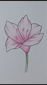 Lily Flower drawing | Mini Drawing