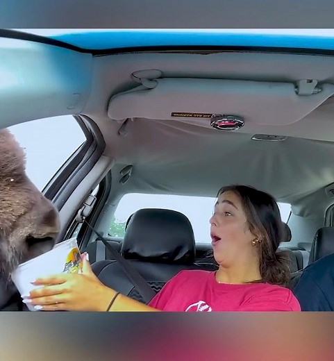 Do NOT pet the fluffy cows! 🐮 | Alt National Park Service