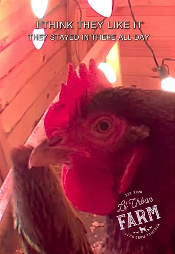 Here’s a chicken coop update after I winterized and installed large, incandescent lights inside my flock’s house to provide them a slightly warmer space to weather the snowstorm and colder temps. The footage of the girls is from the day of the storm, where we got over a foot of snow and temps dropped to around 10-12 degrees. #chickens #urbanfarming #raisingchickens #snowstorm #chickencoop