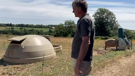 Contented XL farrowing huts #pigloo #contentedproducts #pigs #freedomfoods #outdoorpigfarming