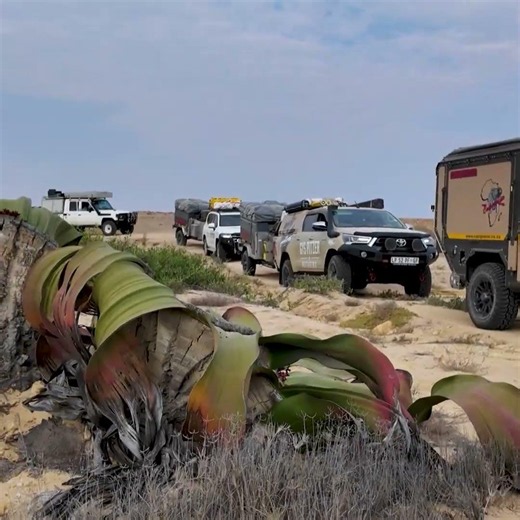 Ep. 13: The Ancient Welwitschia and Our Next Trail