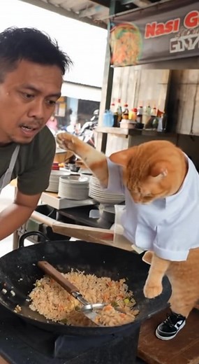 My cute cat cook a chicken in hotel🥰🥰 #FunnyCat #CatHumor #CatMemes #CatsOfFacebook #FelineFun #PurrfectlyFunny #CatLovers #MeowMoments #HilariousCats #CatComedy | Funny Pocket